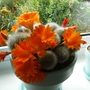 orange flowers on cactus