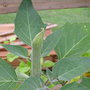 Yard062708_033
