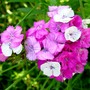 Sweet William
