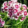 Sweet William