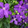 Clematis