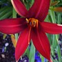 Daylily