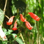 Wild flowers