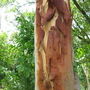 Trunk