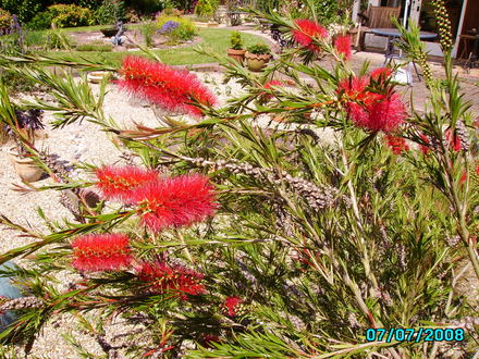 Callistemon  Bottle Brush (Callistemon)