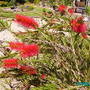 Callistemon  Bottle Brush (Callistemon)