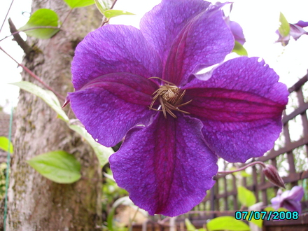 Clematis Star of India (Clematis)