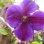 Clematis_star_of_india