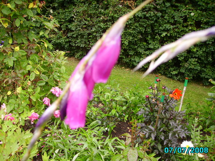 Angels fishing Rod  (Dierama)