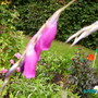 Angels fishing Rod  (Dierama)