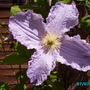 Clematis_temptations