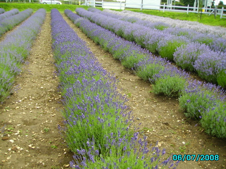 Lavender  (Lavender)