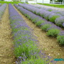 Lavender  (Lavender)
