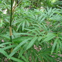 Bambusa_arnhemica