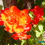 Rose_unknown