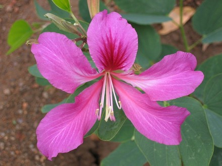 Bauhinia blakeana ( orchid tree ) (Bauhinis blakeana.)
