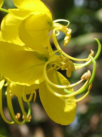Cassia fistula ( golden shower ) (Cassia fistula)