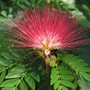 Calliandra_emarginata