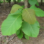 Tectona grandis ( Teak ) (Tectona grandis (Indian Oak))