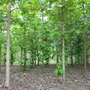 Tectona grandis ( Teak ) (Tectona grandis (Indian Oak))