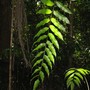 Stenochlaena palustris( Climbing fern ) (Stechnoclaena palustris)