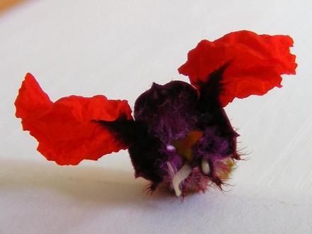 Cuphea   ( Tiny Mice )