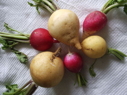 Radish 