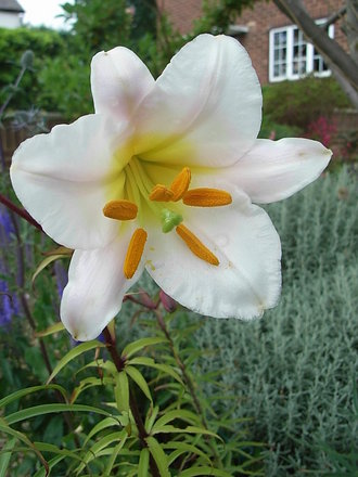 Lilium regale (Lilium regale)