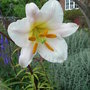 Lilium_regale