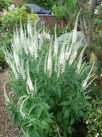 Veronica_longifolia_-_white_form (Veronica longifolia)