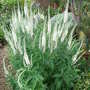 Veronica spicata var incana_-_white_form (Veronica spicata var incana)