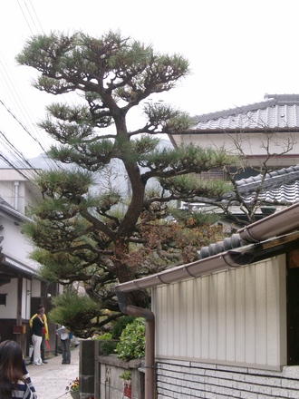 Japanese Trees 2