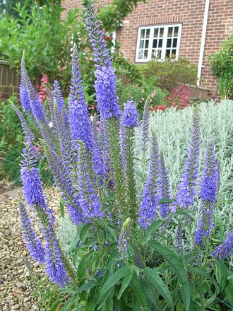 Veronica_longifolia_-_blue_form (Veronica longifolia)