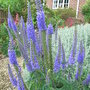 Veronica spicata var incana_-_blue_form (Veronica spicata var incana)