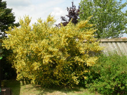 Broom
