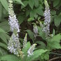 Veronicastrum_viriginicum_-_1