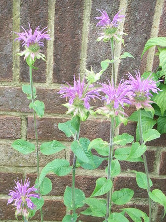 Monarda didyma (Monarda didyma)