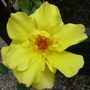 Climbing Rose "Golden Showers"