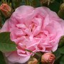 Plant Portraits - Shrubs