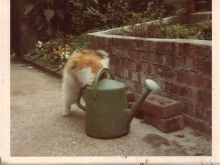 My cat, Lucky 