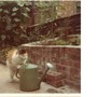 Lucky, my cat.