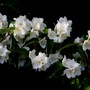 Plant Portraits - Shrubs