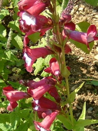 fl92a.jpg