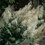 Aruncus_dioicus_-_goat_s_beard