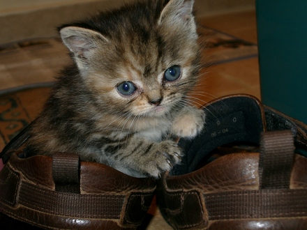 Poppy Kitten