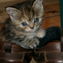 Poppy Kitten