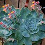 Echeveria_in_pot_on_wrought_iron_gate