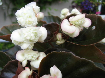 White Begonia (Begonia)