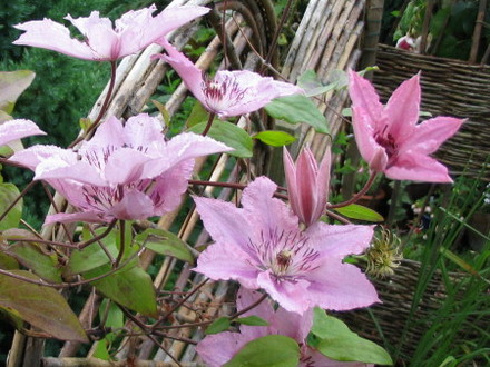 Clematis Hagley Hybrid (Clematis)