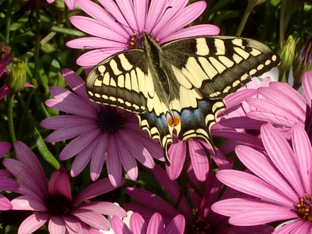 Swallowtail butterfly (osteospurmum)